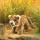 African Lion