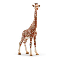Giraffe weiblich