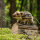 Wildschwein Frischling (22cm)