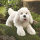 Panting Dog
