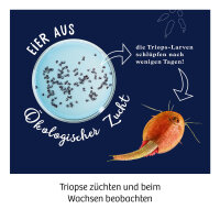 Triops züchten