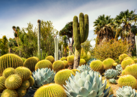 The Huntington Desert Garden Puzzle (1000 pcs)