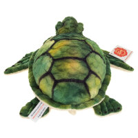Wasserschildkröte