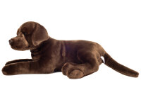 Labrador schokobraun