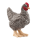 Plymouth Rock Huhn