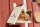 Eichhörnchen Futterhaus Bausatz