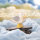 Möwe