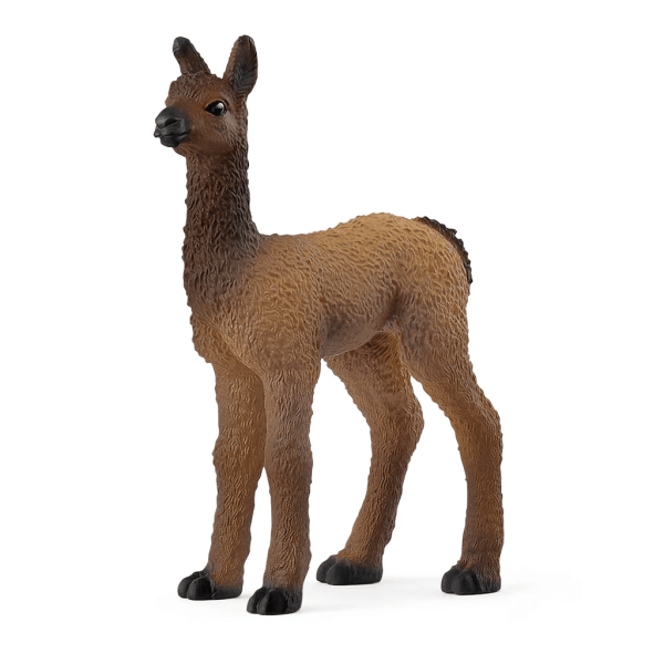 Lama Fohlen