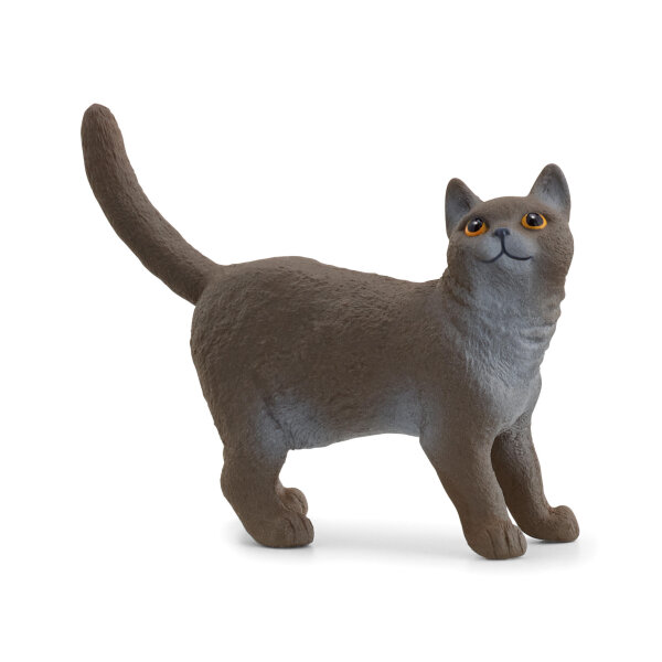 Britische Kurzhaar Katze