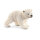 Eisbär junges